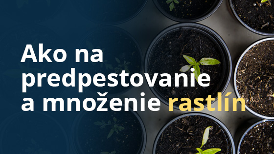blog-predpestovani-a-mnozeni-rostlin-sk